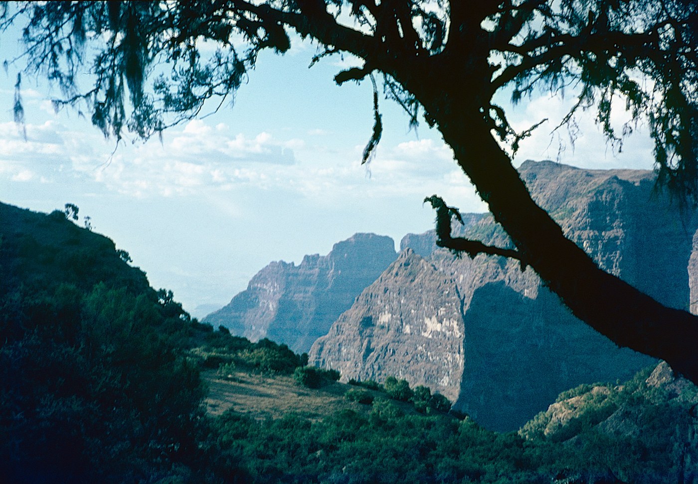 The Simien Mountains, framed by a lichen-draped juniper